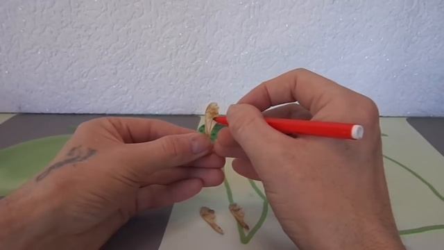 ЧТО ? МОЖНО СДЕЛАТЬ ИЗ РАКУШЕК ! Миниатюра Петушок и цыплята. Поделки самоделки своими руками. смотреть онлайн