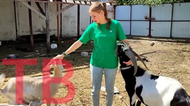 Что делали козлы в собачьем приюте? смотреть онлайн