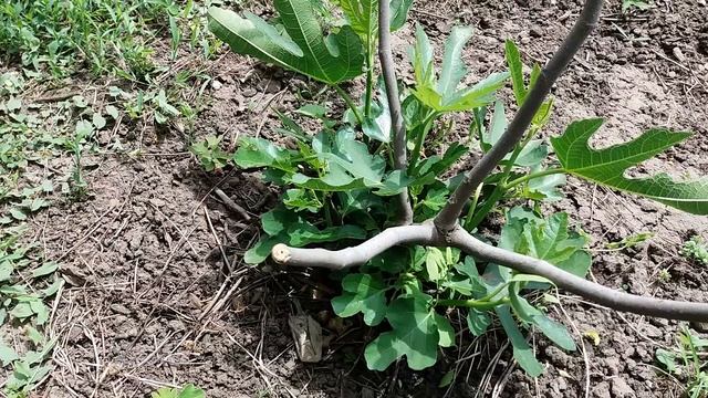 Зимовка инжира в открытом грунте без укрытий. Результаты весной смотреть онлайн