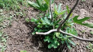 Зимовка инжира в открытом грунте без укрытий. Результаты весной