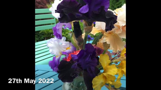 Iris bouquet смотреть онлайн