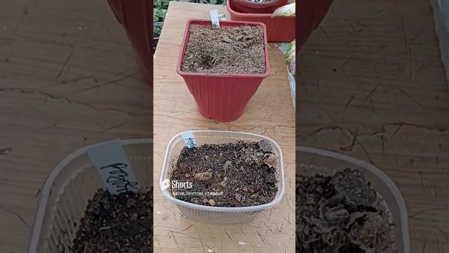 Сибирь. Готовим многолетние Георгины на проращивание. смотреть онлайн