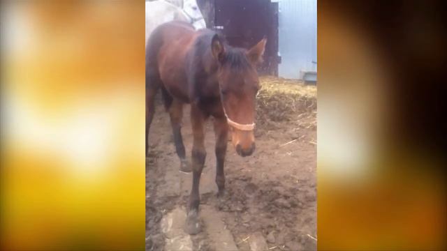 Собаки пасут лошадей! смотреть онлайн