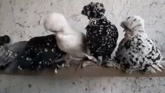 ? ZOTLI PARRANDALAR ( tovuqlar ) Разные породы кур. ? драка петухов. ? Курица с цыплятами. ?? смотреть онлайн