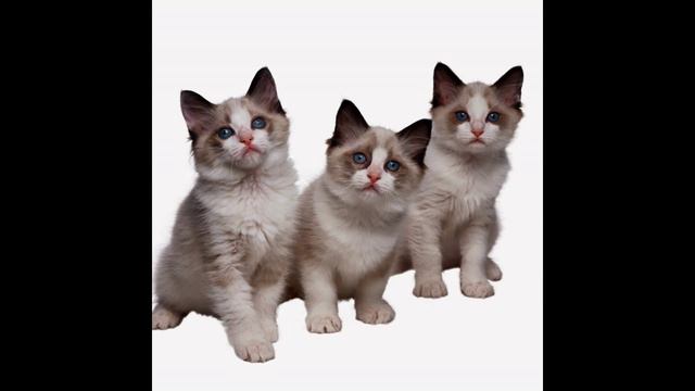 Мое сделаное слайд-шоу из котиков. смотреть онлайн