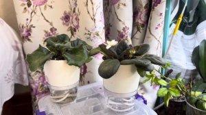 Горшочки на фитильном поливе для фиалок