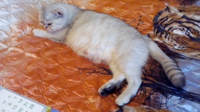 Как определить дату родов кошки! смотреть онлайн