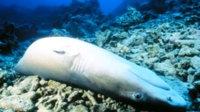 Sharks Police Video смотреть онлайн