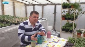 Первая- очень важная подкормка рассады перца.