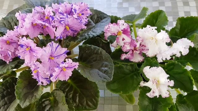 Засушили фитиль! Что делать?