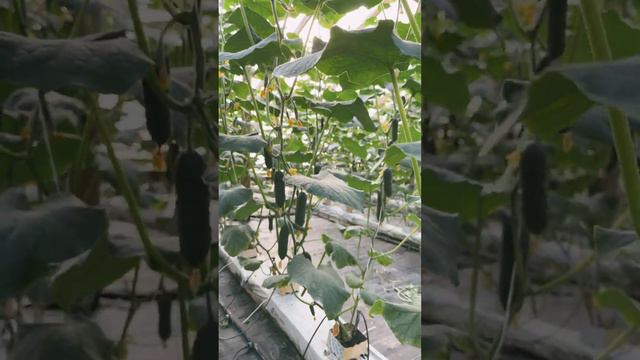 Больше 500 кг на складе стоит огурца. Огурец Северин ф1 смотреть онлайн