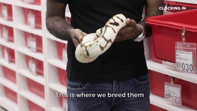 Slithering Into The World of Exotic Pets смотреть онлайн