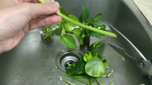 Pothos: the Perfect Plant for your Urban Jungle. How to Propagate & How to Care for the Pothos. смотреть онлайн