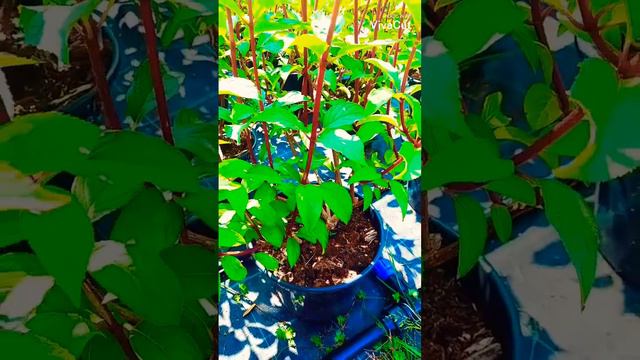 гортензия разные сорт смотреть онлайн