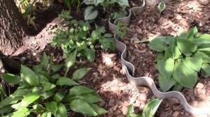 Хосты в саду.  Что любят хосты?