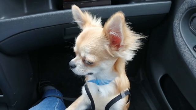 Терпеливый Чихуахуа Торри смотреть онлайн