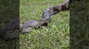 Змея проглотила человека!