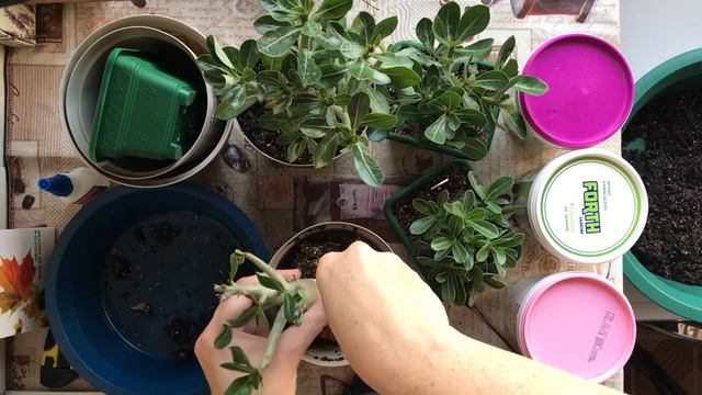 Repotting a young Adenium Desert Rose смотреть онлайн