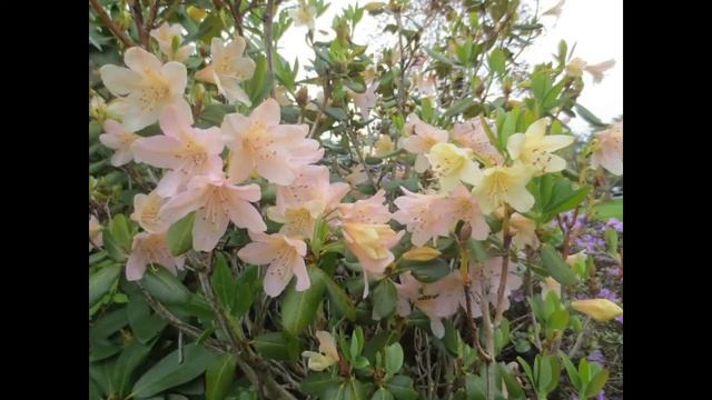 Talk to The Green with rhododendron slideshow смотреть онлайн