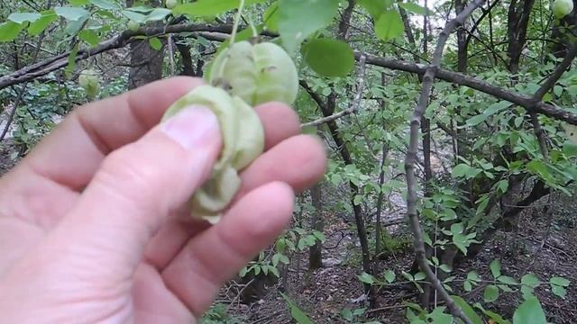 Клекачка перистая / Staphylea pinnata смотреть онлайн