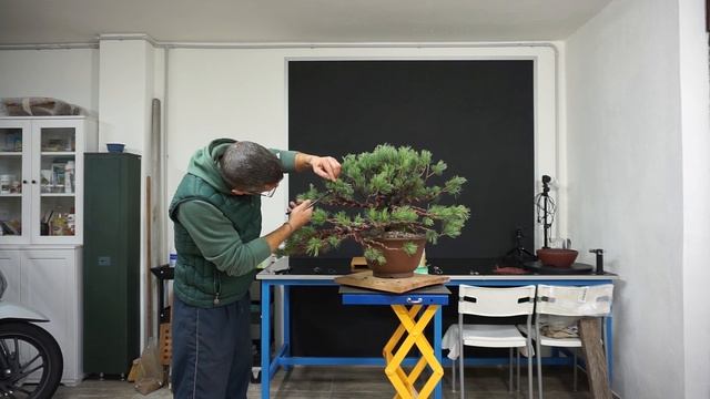 7 Bonsai House Pinus Parviflora Var Ibokan primo step смотреть онлайн