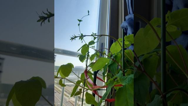 더덕4 더덕덩굴, 곧 꽃도 피리라! (2019~ ) Codonopsis lanceolata (Siebold & Zucc.) Trautv. смотреть онлайн