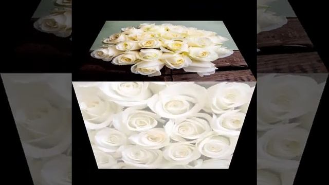 белые розы смотреть онлайн