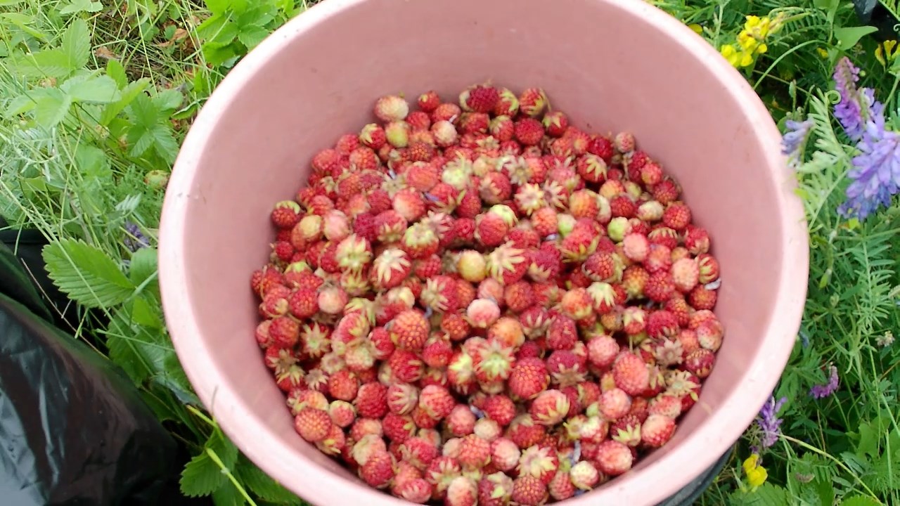 Клубника лесная в Челябинске. Сбор клубники для заготовки на зиму. Не упустите сезон. Урожай в 2022 смотреть онлайн