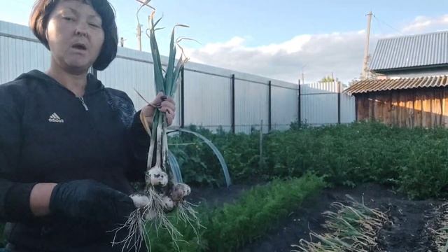 Убираю чеснок, итоги чесночного сезона смотреть онлайн