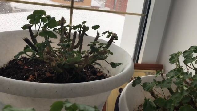 пеларгония или герань ? Что с ней делать зимой ? Секреты выращивания!! смотреть онлайн