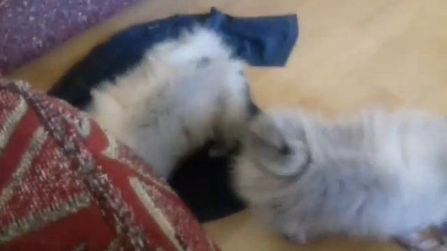 щенки на продажу Puppies Dog Sell 24.08.2017