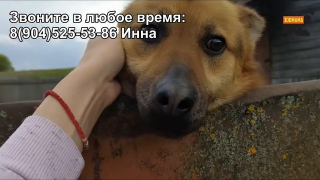 Собаку бросили УМИРАТЬ на даче | Маратик смотреть онлайн