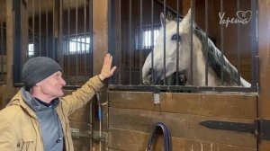 Конский навоз - «мармелад для роз»