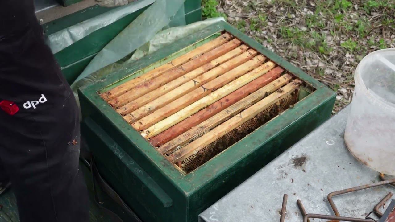 Выравниваю семьи и даю вощину смотреть онлайн