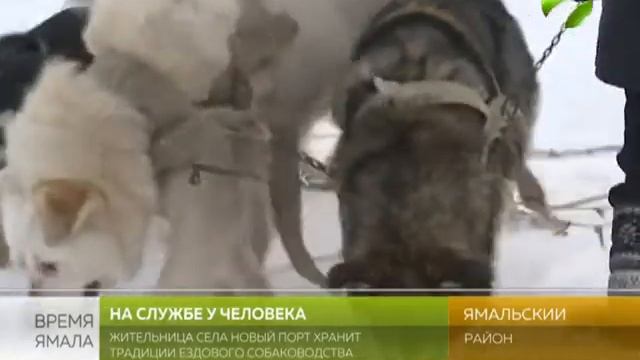 На собаках за водой. В Новом Порту хранят традиции ездового собаководства смотреть онлайн