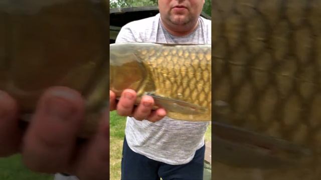 Поймал рыбу и отпустил. рыбалка на Амура. Caught let go. смотреть онлайн