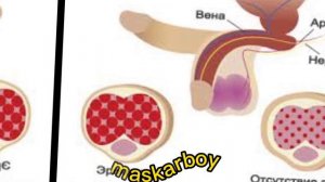 Средство для стояка. Виагра. История создания