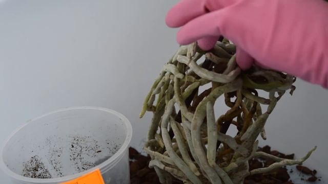 ПЕРЕСАДКА ОРХИДЕИ ПОСЛЕ ПОКУПКИ #1 смотреть онлайн