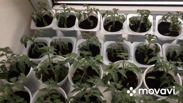 Пикировка рассады томатов Боец (Буян) смотреть онлайн