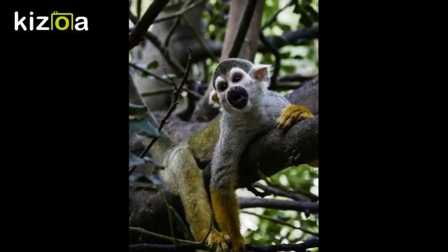 Слайд-шоу: животные