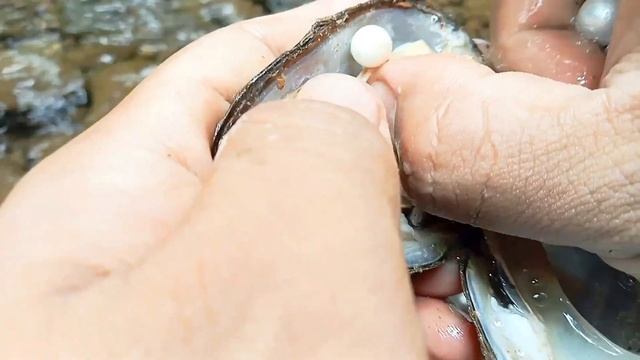 truly a pearl in the best freshwater mussels смотреть онлайн