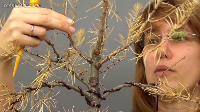 Бонсай из лиственницы (ч.2). смотреть онлайн