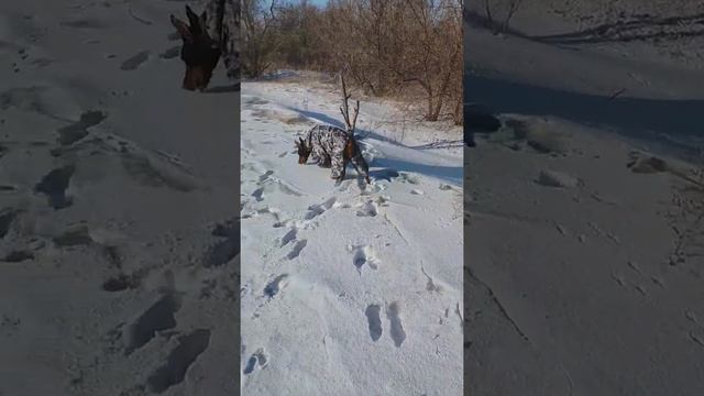 Doberman. Доберман. Я гуляю с доберманом)))