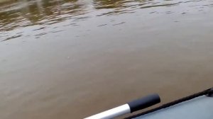 Ямаха 8 ,и лодка REEF290НД