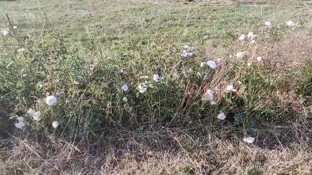 07.07.21.цветники у нас во дворах мальва.. розы.. лилии. смотреть онлайн
