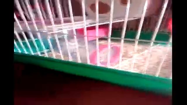 Все что нужно для ДЖУНГАРСКИХ хомяков? смотреть онлайн