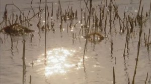 В дебрях Африки 4 серия «Замбези — Река жизни» (документальный сериал, 2010)