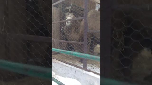 зоопарк 6 смотреть онлайн