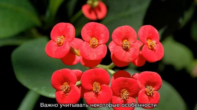 Цветок эуфорбия (Euphorbia) — как ухаживать? смотреть онлайн