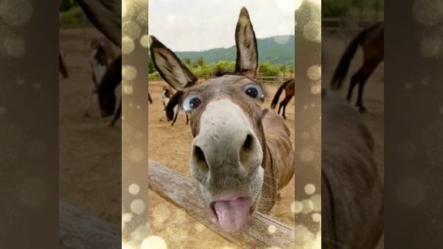 Комната смеха смотреть онлайн